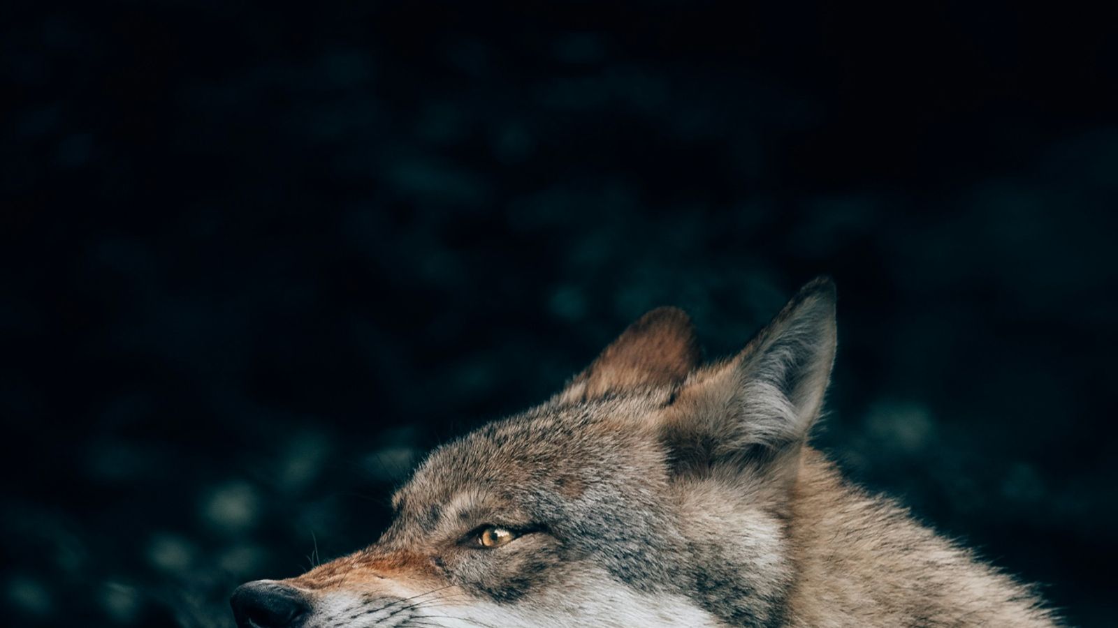 Wolfy