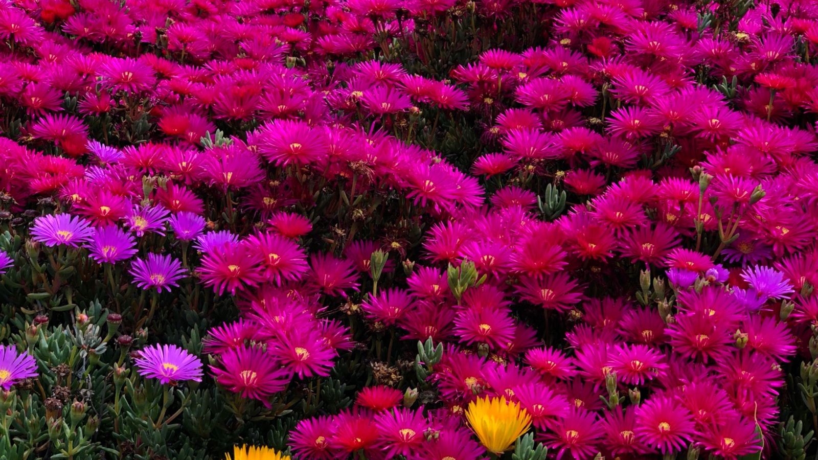 Fior e fiori