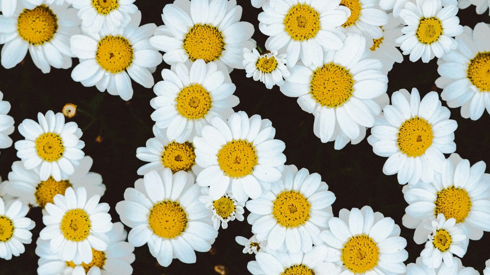 Camomile