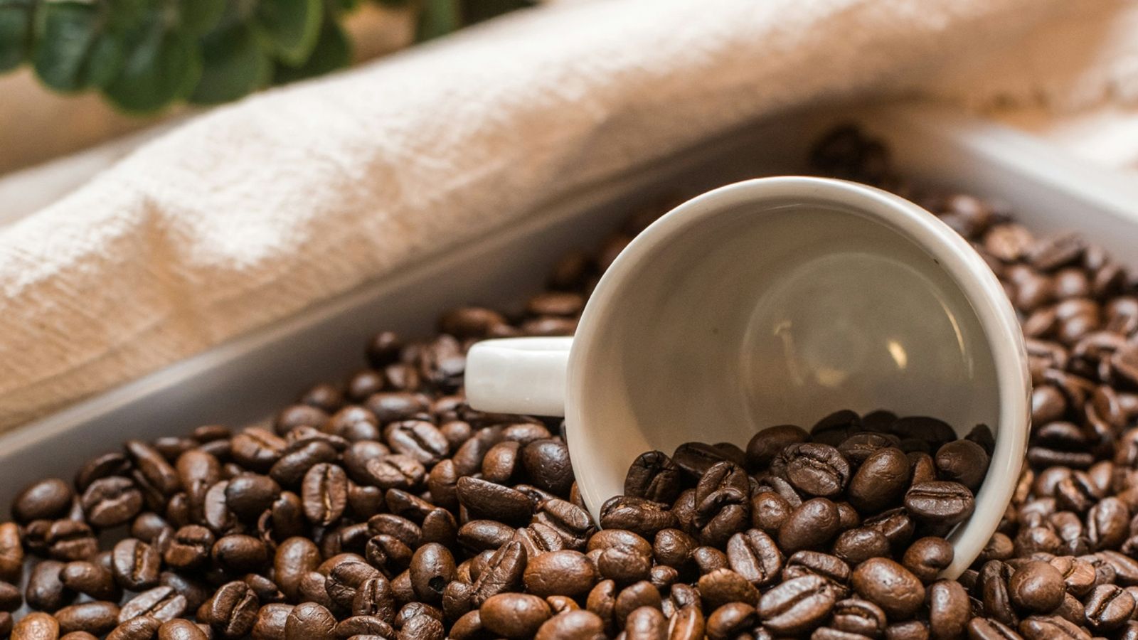 Coffee
