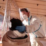 Polis - Commissione Covid, adottato testo base. L’opposizione abbandona i lavori (di Anna Laura
                Bussa)