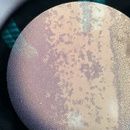Fungus Amungus