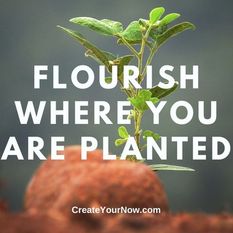 1891 Flourish Where You Are Planted