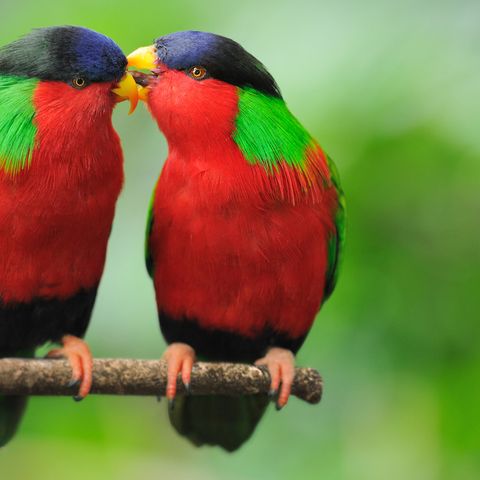 The Birds And The Bees