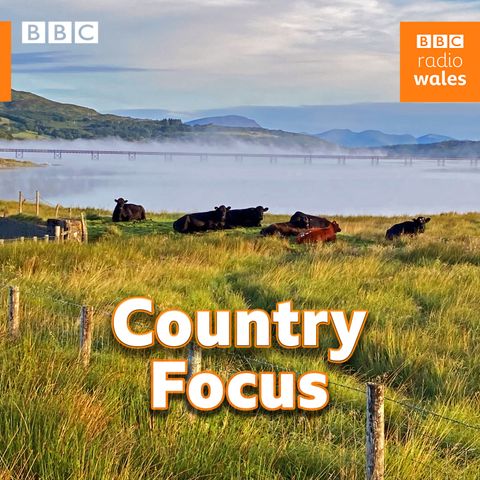 Say Cheese for Welsh Cheese!
