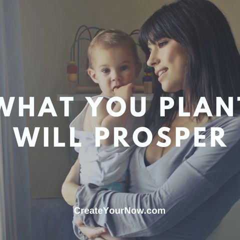 2527 What You Plant Will Prosper
