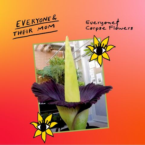Everyone & Corpse Flowers